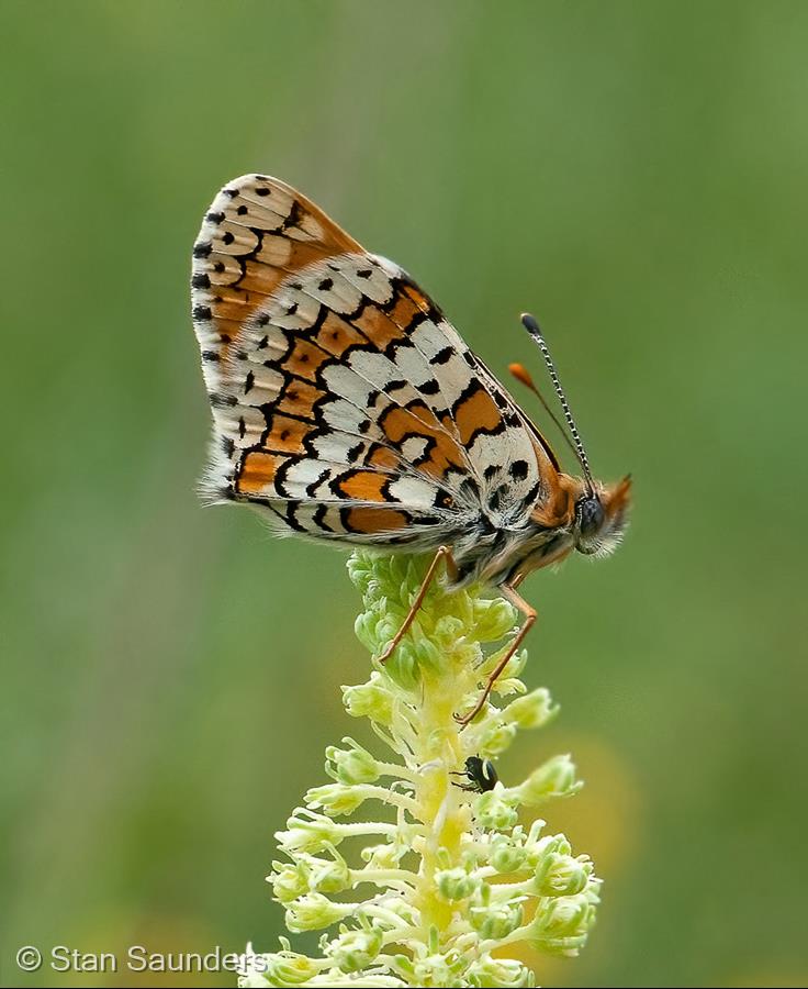 Glanville Fritillary by Stan Saunders