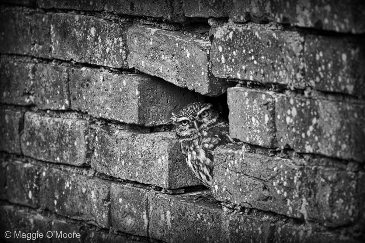 Little Owl Looking Out by Maggie O'Moore