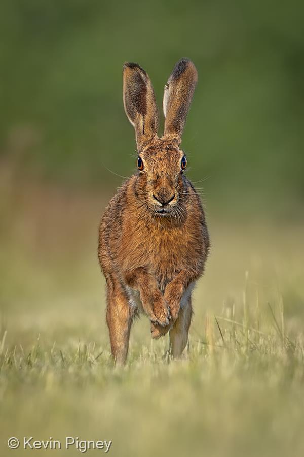 Hare Head On by Kevin Pigney