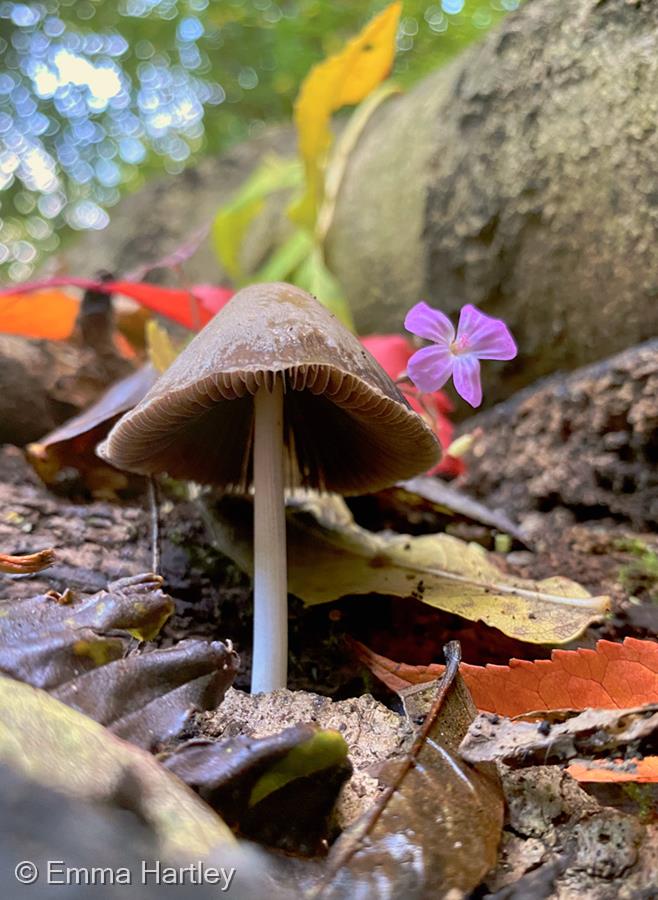 Woodland Wonder by Emma Hartley