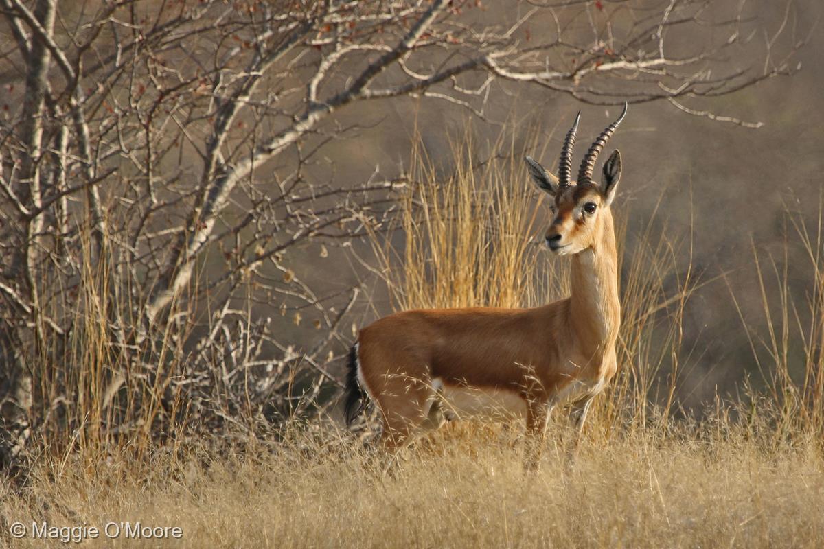 Evening Sunlight on an Alert Gazelle in India by Maggie O'Moore