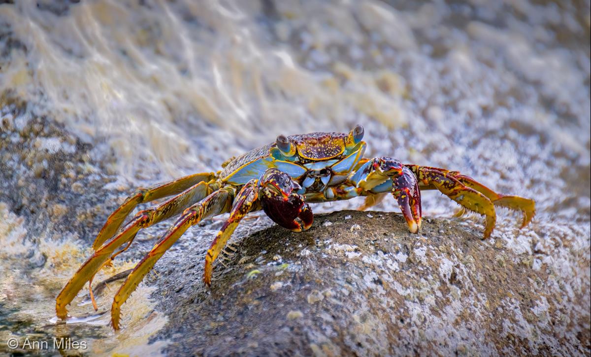 Sally Lightfoot Crab by Ann Miles