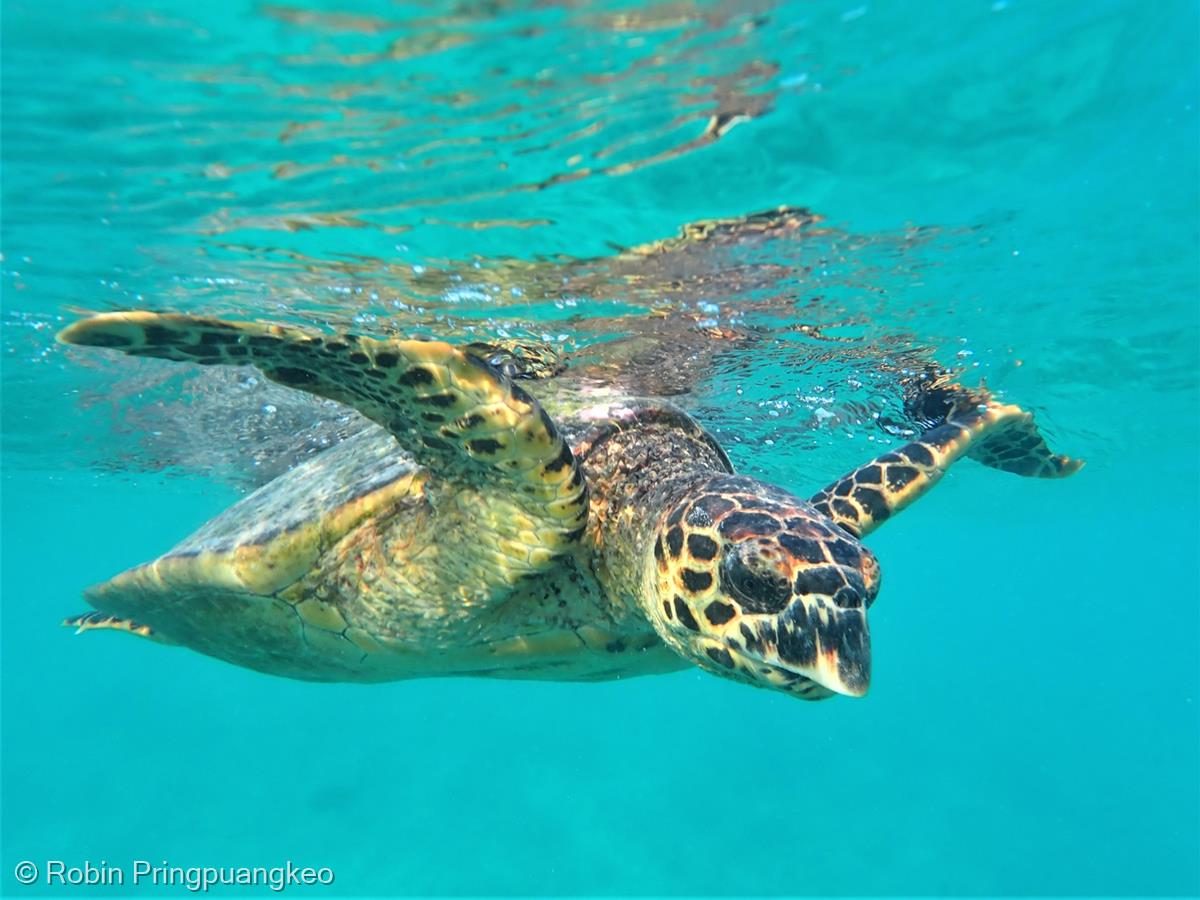 Turtle Colours of Nature by Robin Pringpuangkeo