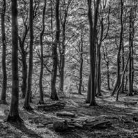 Spring Woodland