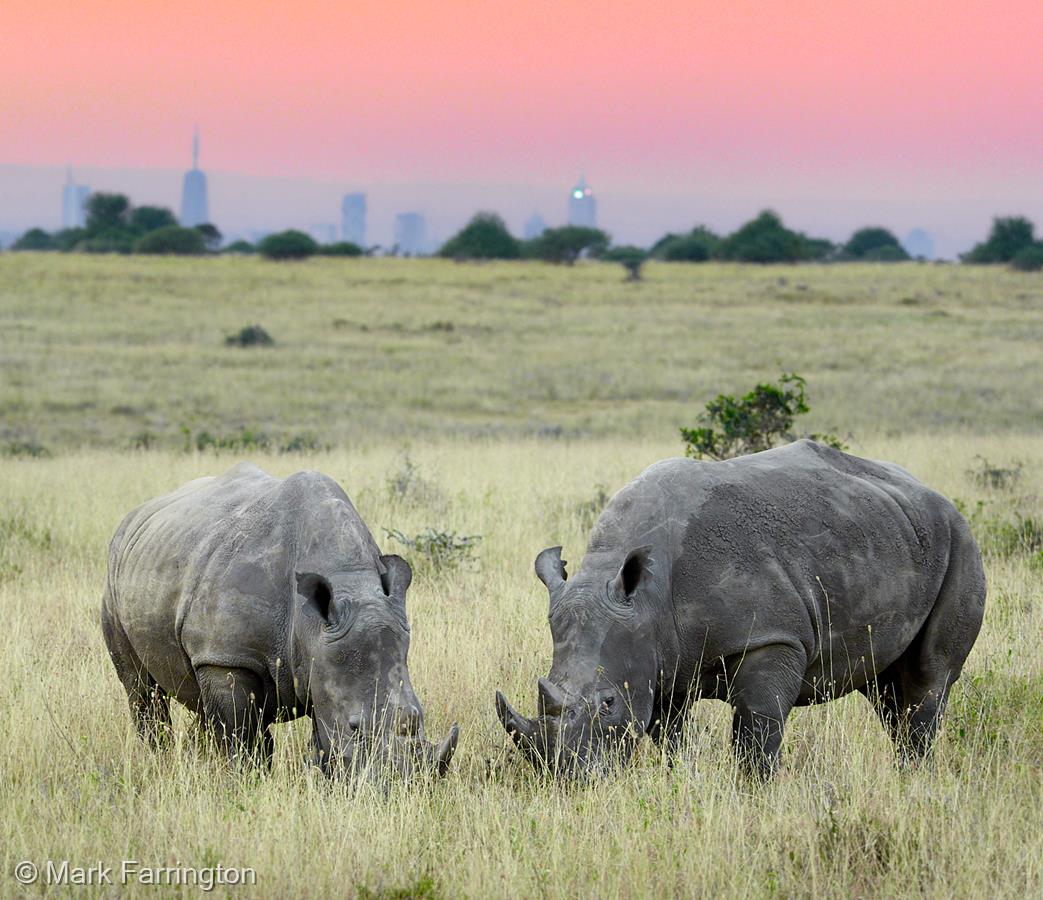 Rhino Twilight, Nairobi National Park by Mark Farrington