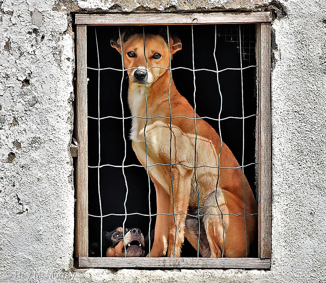 Dog Compound, Portugal by Ray McMurray