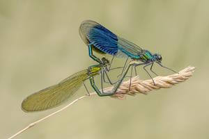 Mating Banded Demoiselles