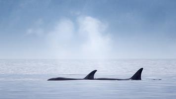 Orca Mother and Calf