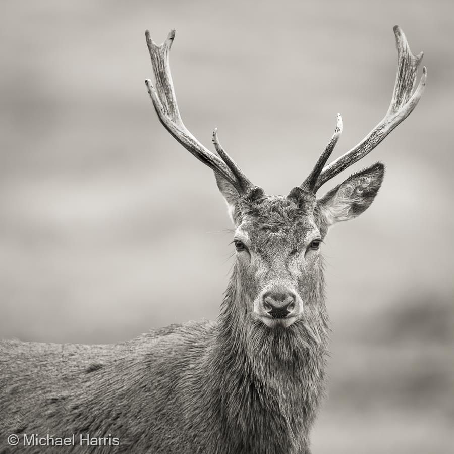 Young Red Deer Stag by Michael Harris