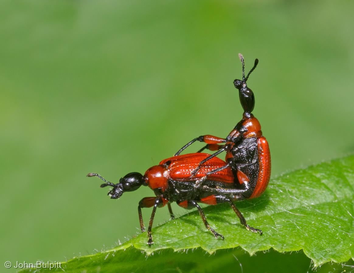 Hazel Leaf-roller Weevils by John Bulpitt