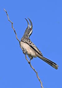 Grey Hornbill Calling