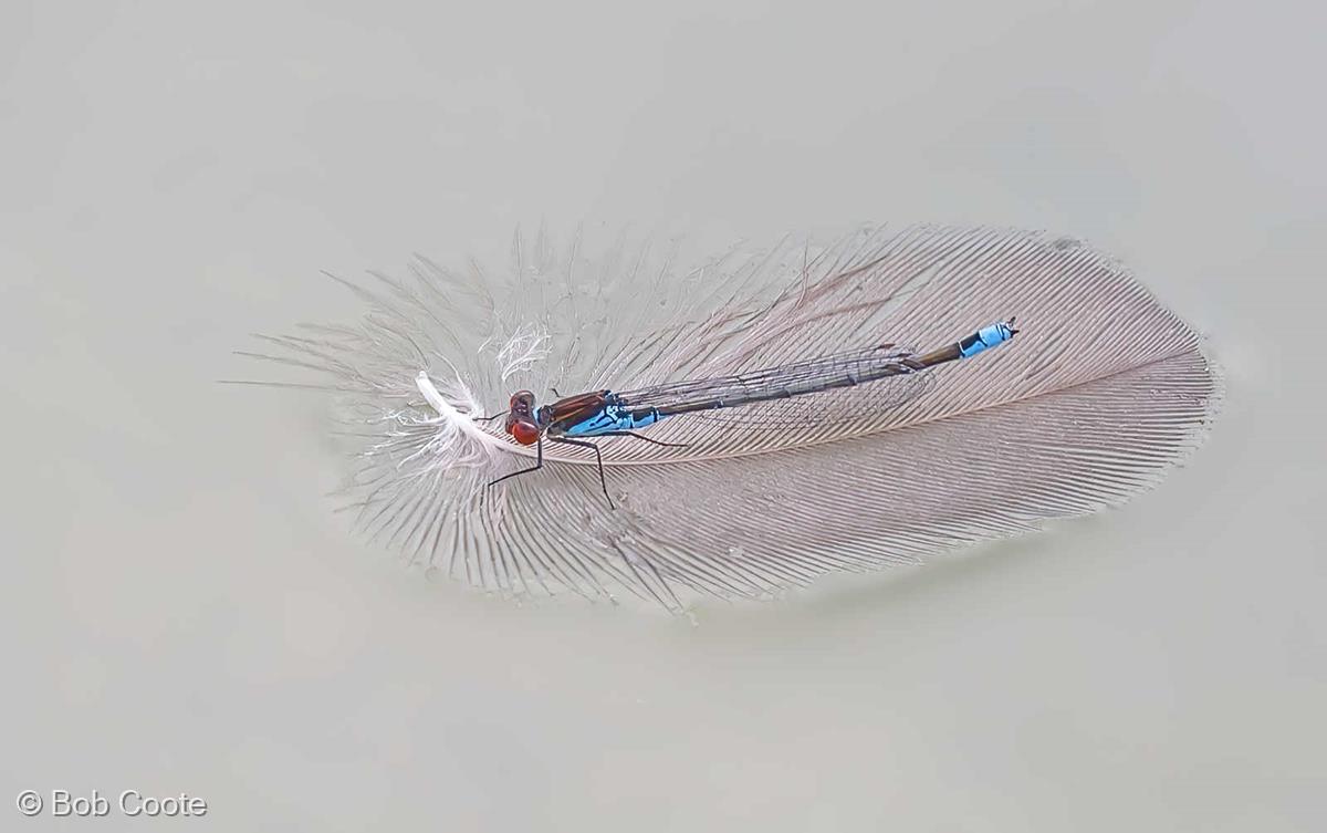 Red-eyed Damselfly by Bob Coote