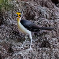 Picathartes