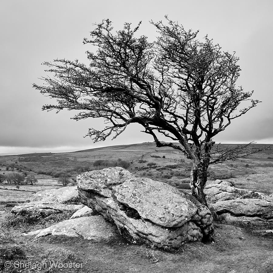 The Lone Tree, Dartmoor by Shelagh Wooster