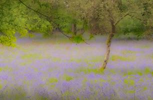 Bluebell Wood