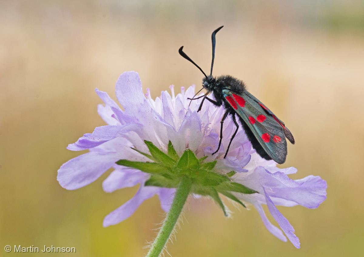 Burnet Moth on Field Scabious by Martin Johnson