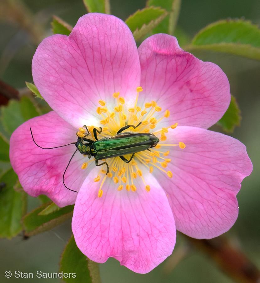 Green Beetle (Oedemera nobilis Female) on Dog Rose by Stan Saunders