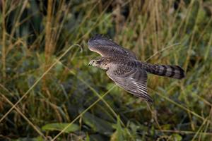Sparrowhawk