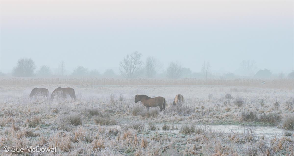 Misty Fenland by Sue McDowall