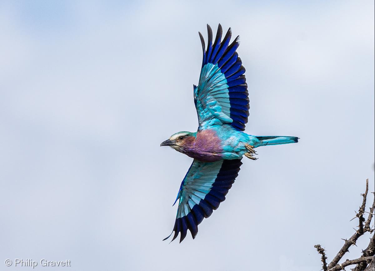 Lilac-breasted Roller, Mara North Conservancy, Kenya by Philip Gravett