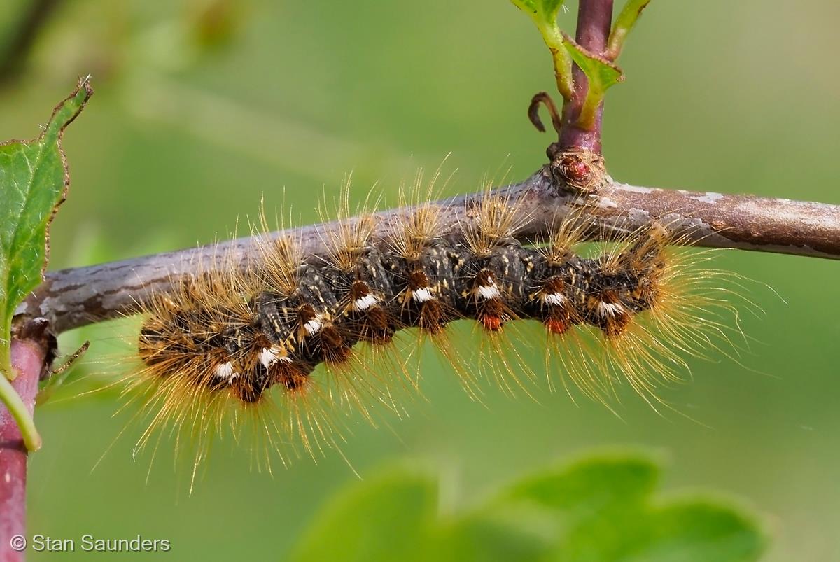 Brown-tailed Moth Caterpillar by Stan Saunders
