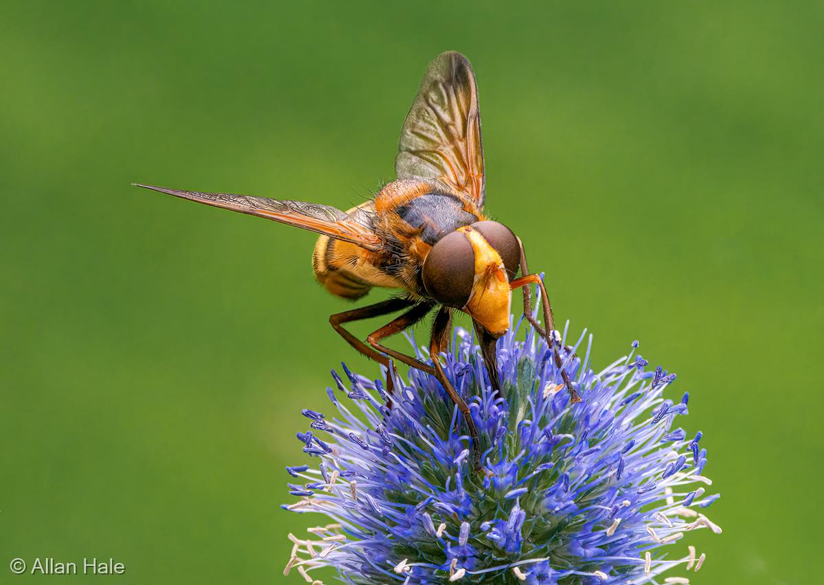 Hornet Mimic Hoverfly  (Volucella zonaria) by Allan Hale