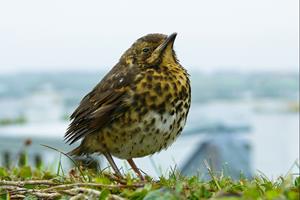 A Proud Thrush (Turdus philomelos)