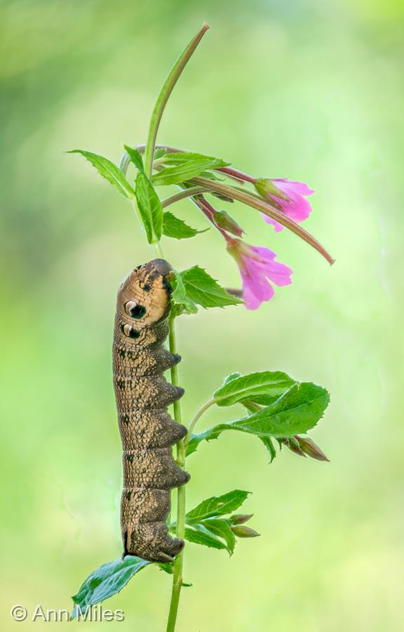 Elephant Hawkmoth Caterpillar on Greater Willowherb by Ann Miles