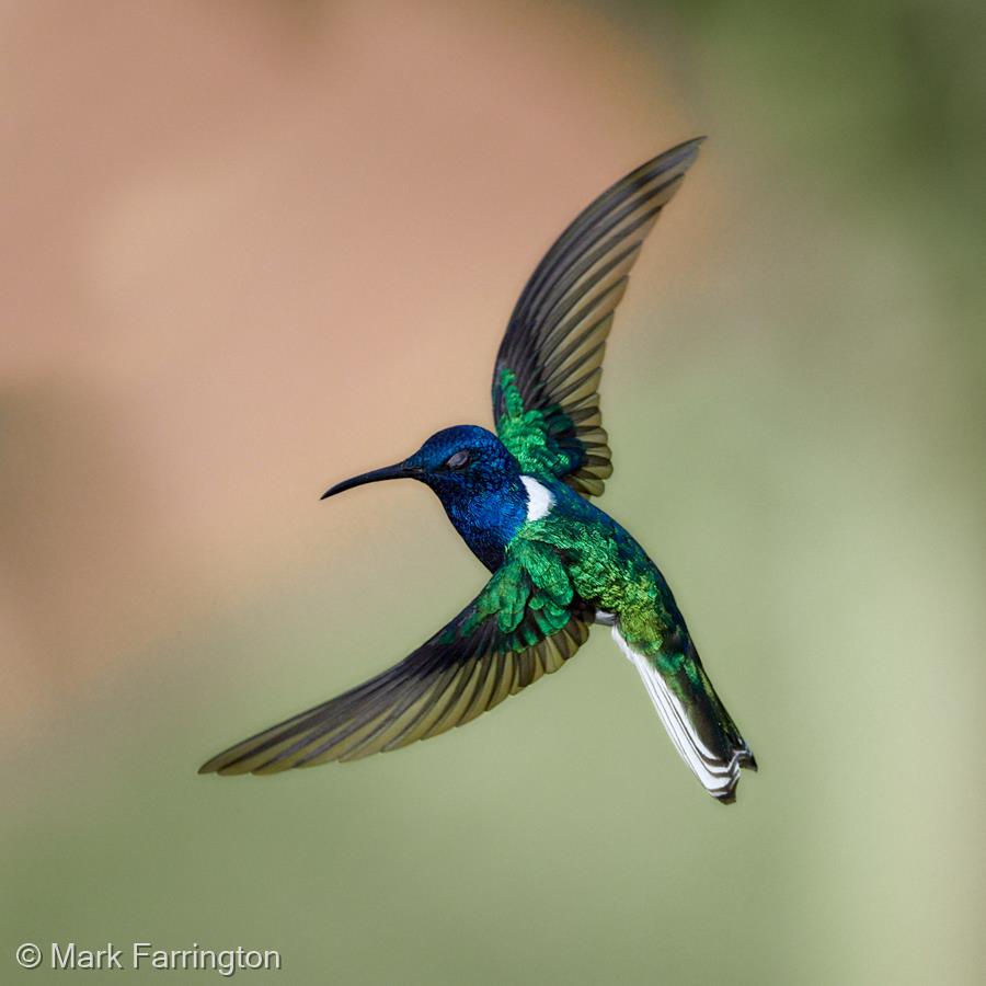 Twisting White-necked Jacobin by Mark Farrington