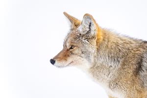 Coyote