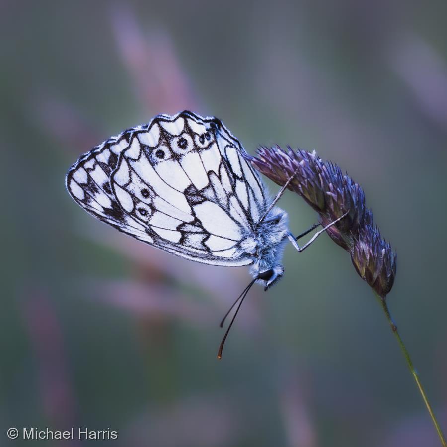 Marbled White at Evening Roost by Michael Harris