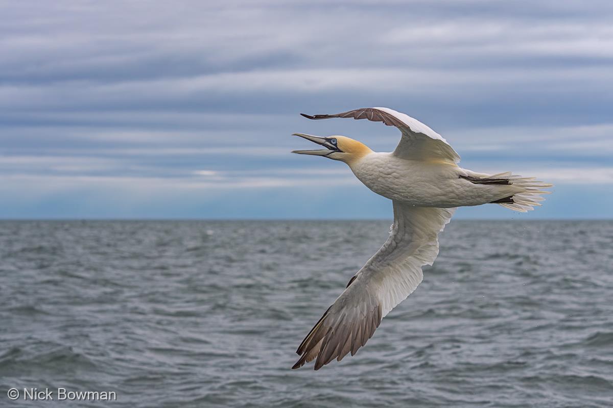 Northern Gannet Sky Dance by Nick Bowman