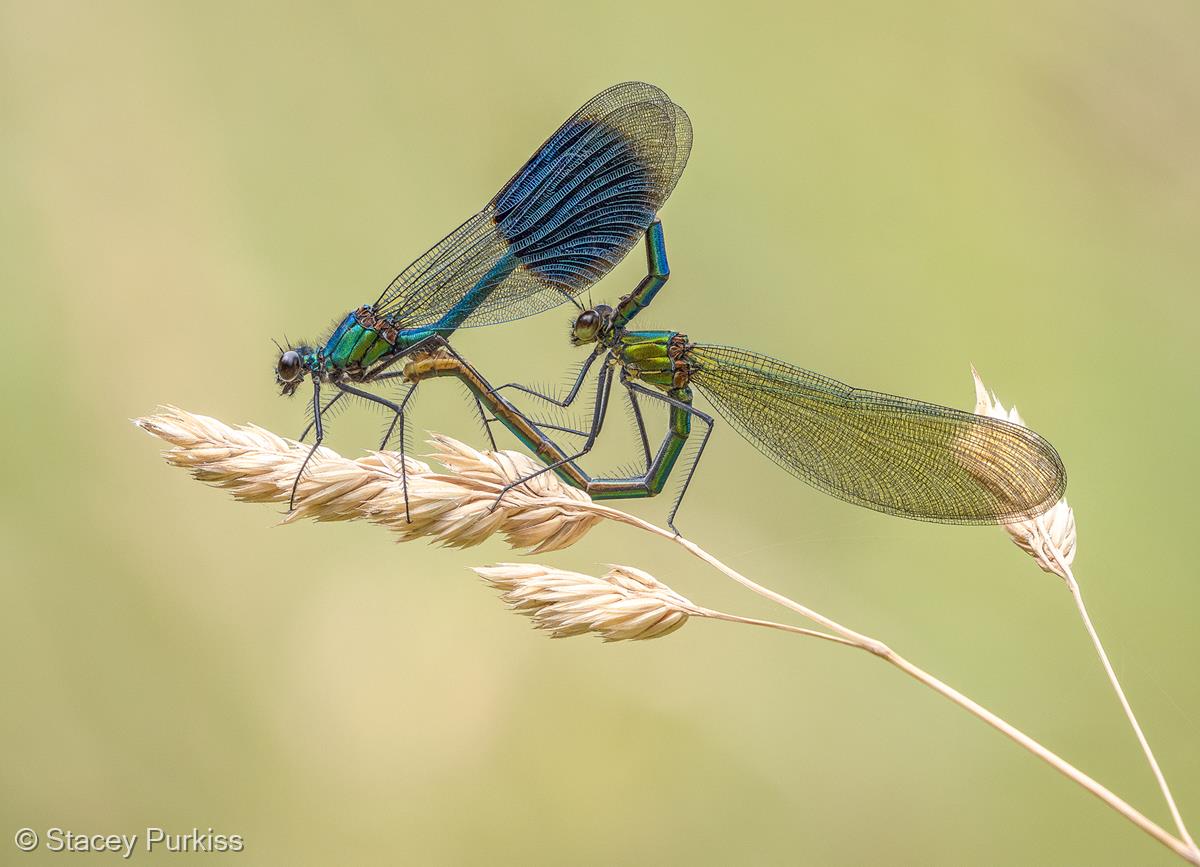 Mating Banded Demoiselles by Stacey Purkiss