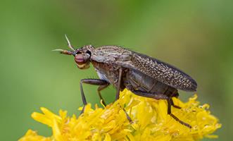 Coremacera marginata