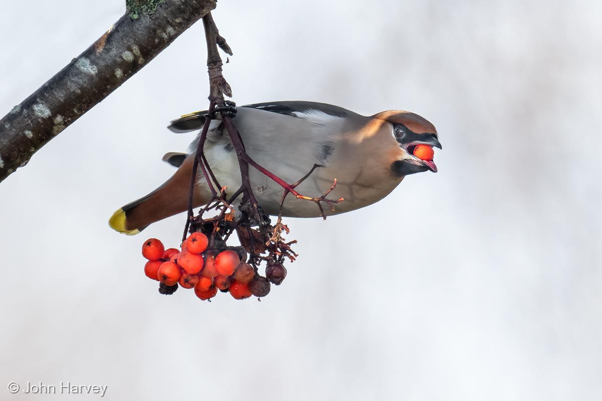 Waxwing Eating a Rowan Berry by John Harvey