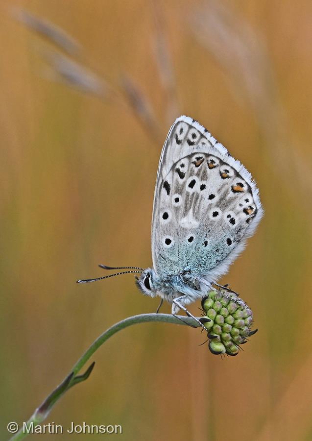 Chalkhill Blue Butterfly on Scabious Bud by Martin Johnson