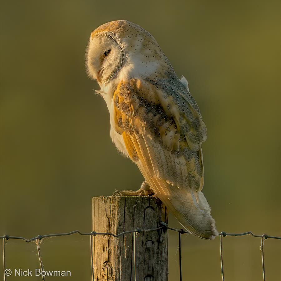 Barn Owl at Sunset by Nick Bowman