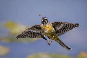 Grey Wagtail Hunting Mayfly