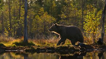 Bear in Evening Light