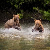 Grizzlies in the Taku Wilderness
