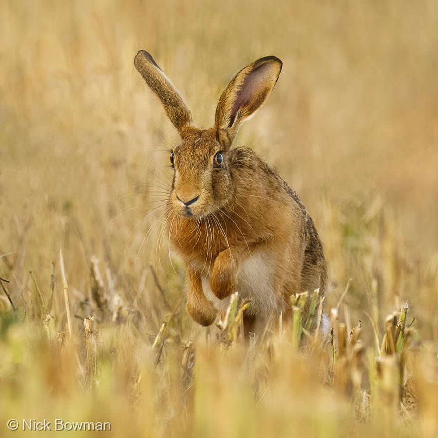 Hare Bounding Through the Stubble by Nick Bowman
