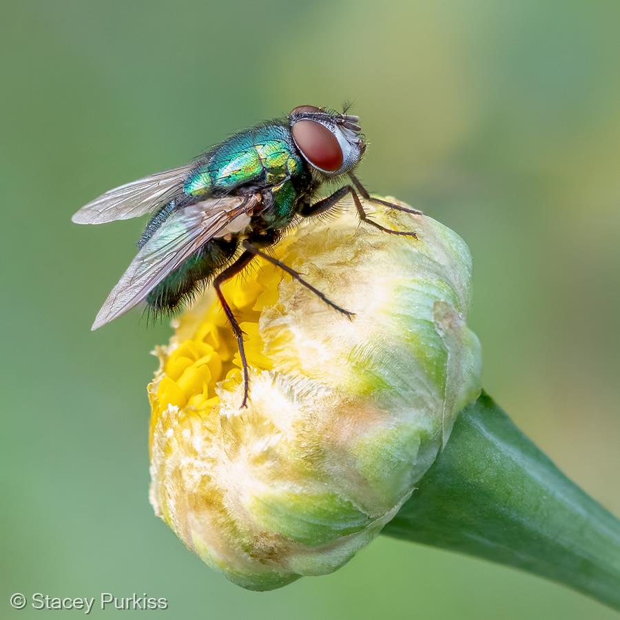 Greenbottle Fly by Stacey Purkiss