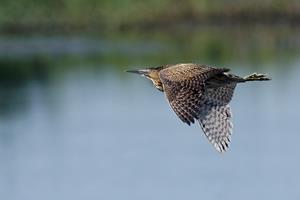 Bittern