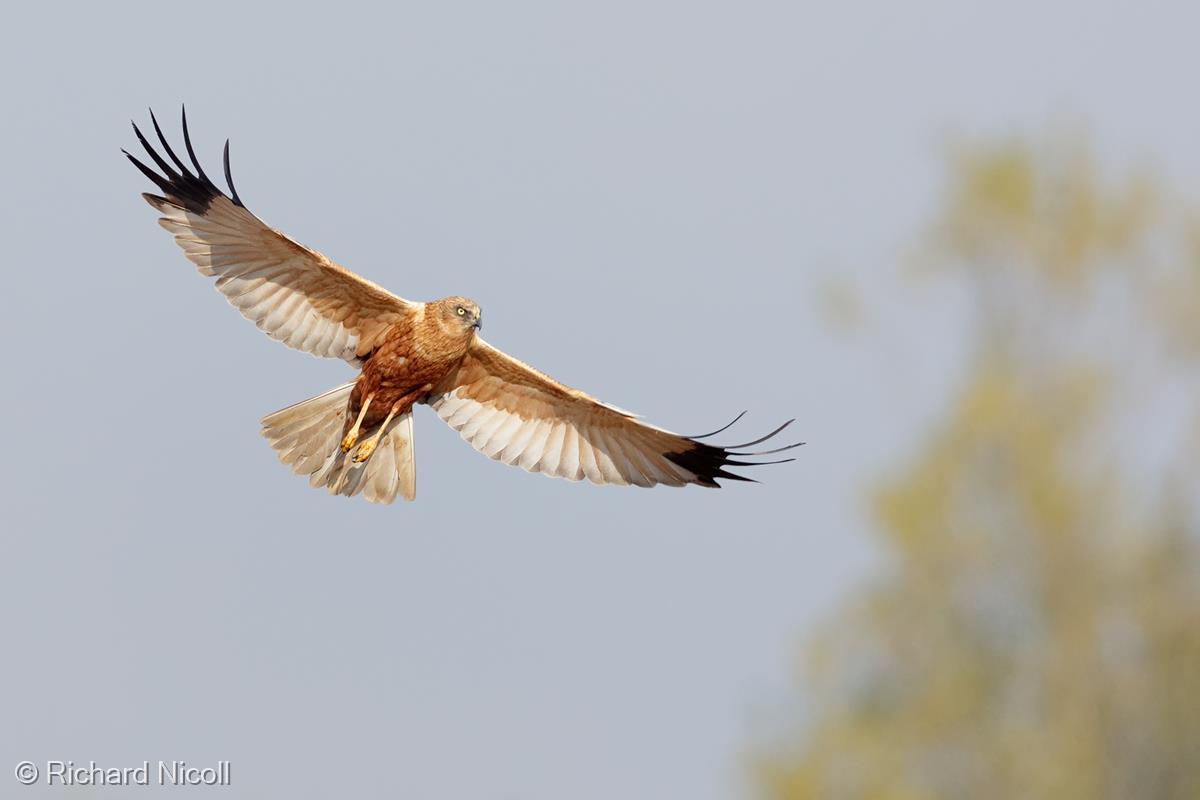 Male Marsh Harrier by Richard Nicoll