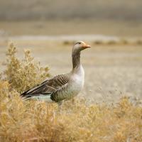Goose in Autumn Colours