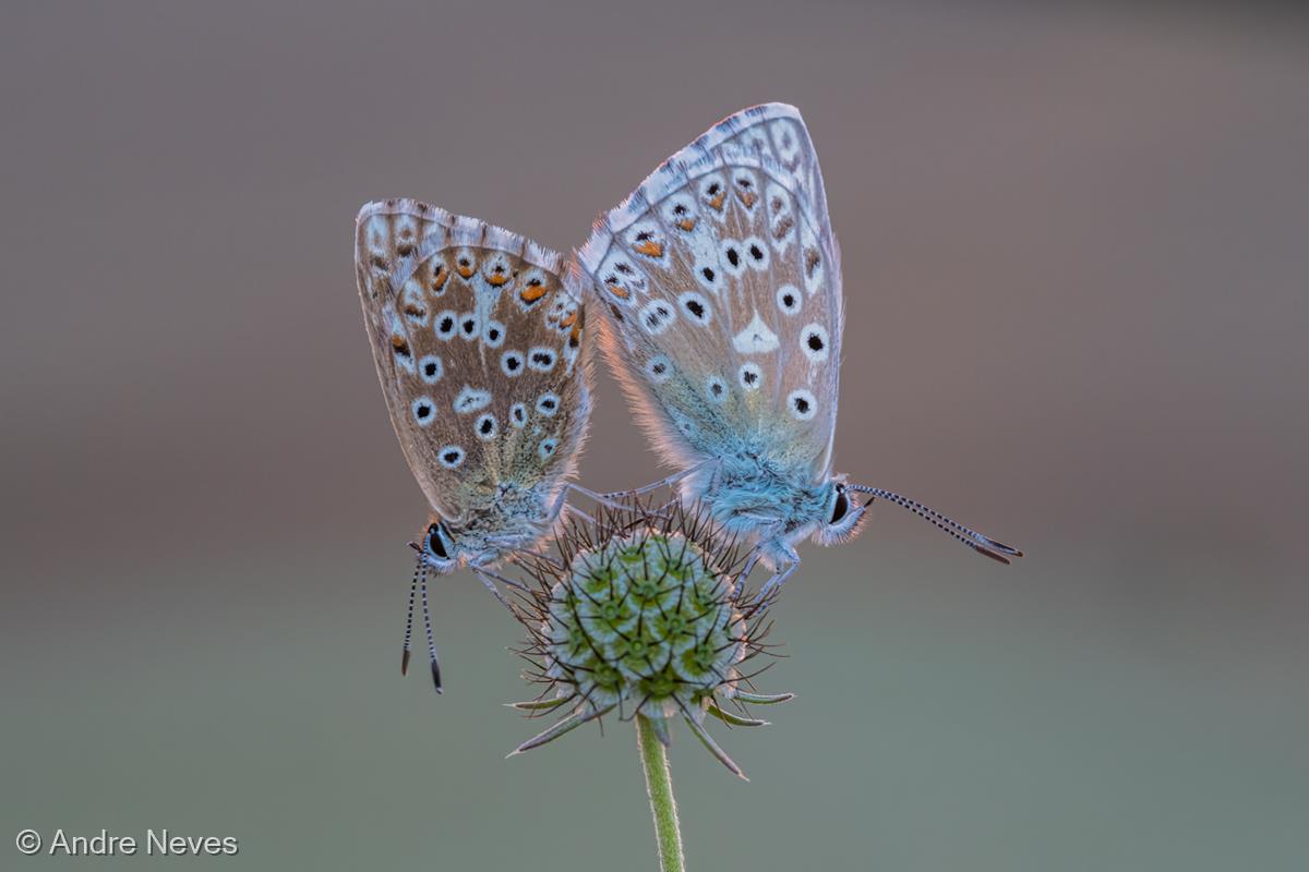 Chalkhill Blues by Andre Neves