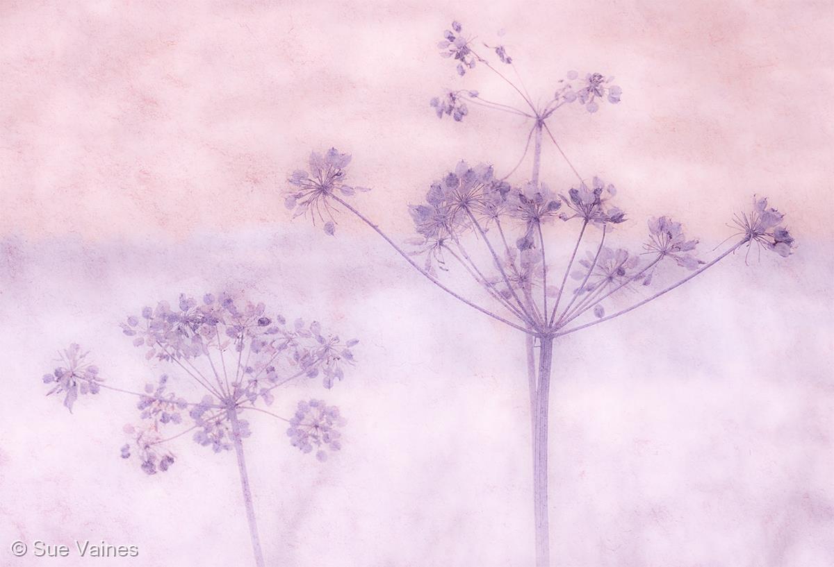 Cow Parsley by Sue Vaines