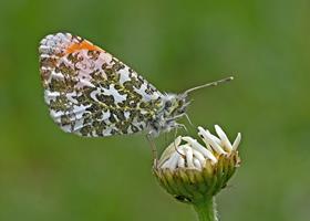 Male Orange Tip Butterfly
