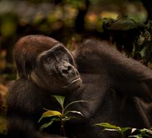 Western Lowland Silverback, Gabon
