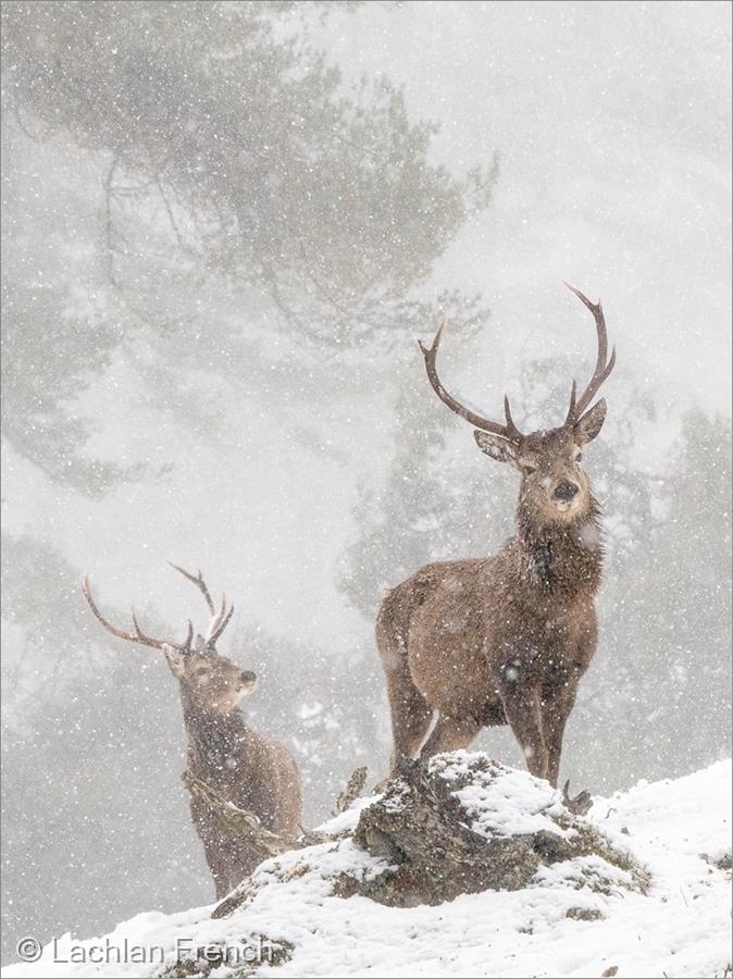 Red Deer Stags by Lachlan French